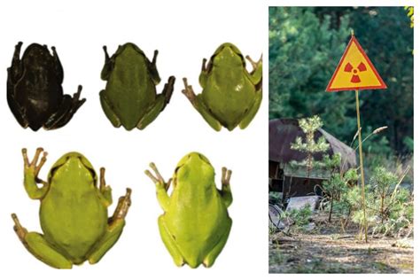 Chernobyl Radiation Caused Frogs to Genetically Mutate, Turning Black