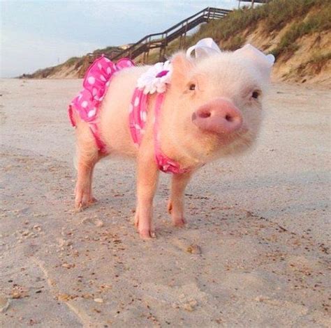 Bikini Giyince Hepimizden Daha G Zel G R Nen Sevimli Hayvan