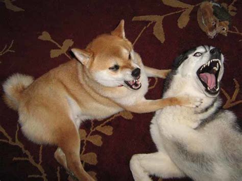 How to Stop Dog Aggression Toward Other Dogs - PetHelpful