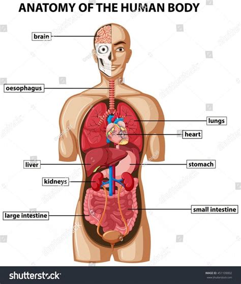 Female Private Part Diagram - Kids' Health - Topics - Secret boy's ...