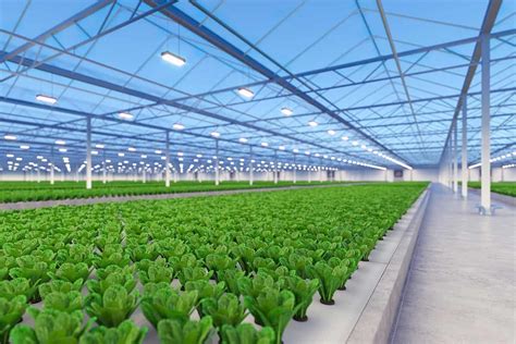 GrowGeneration Stock Goes Up in Smoke with Cannabis Industry - Nanalyze