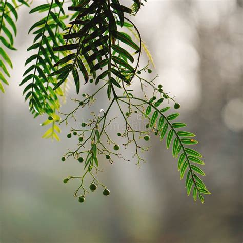 Green Tree Leaves Texture in the Nature Stock Photo - Image of beauty ...