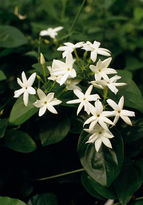 Jasminum sambac (Arabischer Jasmin) – Bild kaufen – 12216677 ...