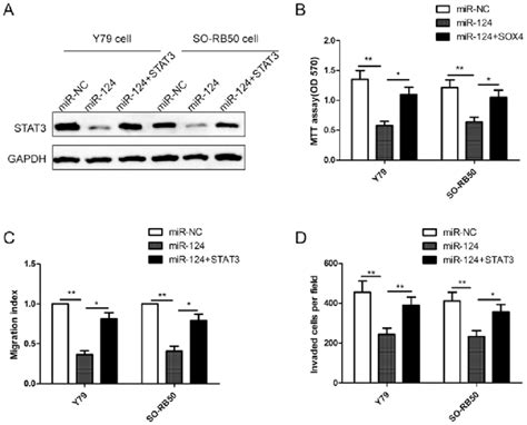 Stat3 Reverses The Inhibitory Effect Of Mir 124 On Cell Proliferation