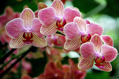 habrumalas: Orchids Images