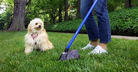 how to deal with dog poop in yard