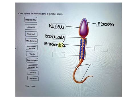 Video Solution Correctly Label The Following Parts Of A Mature Sperm Correctly Label The
