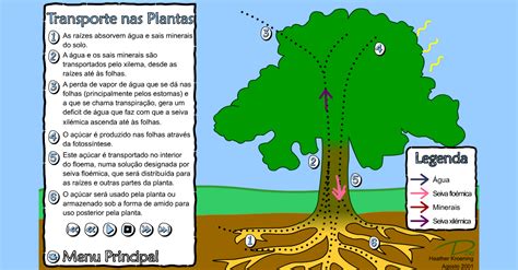 Casa das Ciências - Transporte nas Plantas