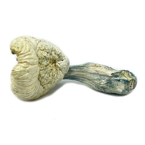 White Jedi Mind Fuck Buy White Jedi Mind Fuck Mushrooms