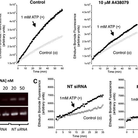Evidence for P2X7 receptor expression by siRNA knockdown of receptor ...