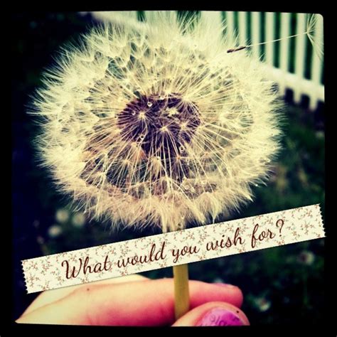 Dandelion Wish Quotes Quotesgram