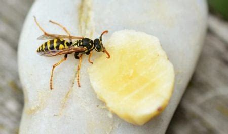 Wasp Sting: Reaction Symptoms, Treatments – John Barry Miller