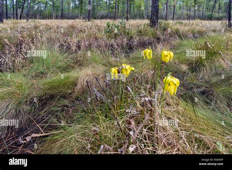 Wiregrass Hi Res Stock Photography And Images Alamy