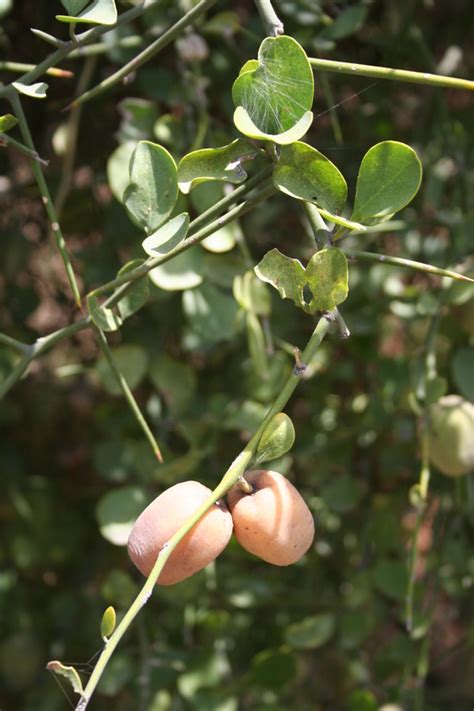 Balanites Aegyptiaca Is A Species Of Tree Native To Much Of 41 Off