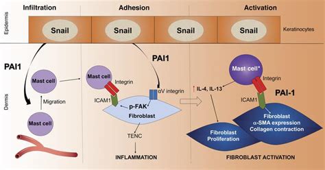 Jci Pai Mediates Fibroblastmast Cell Interactions In Skin Fibrosis