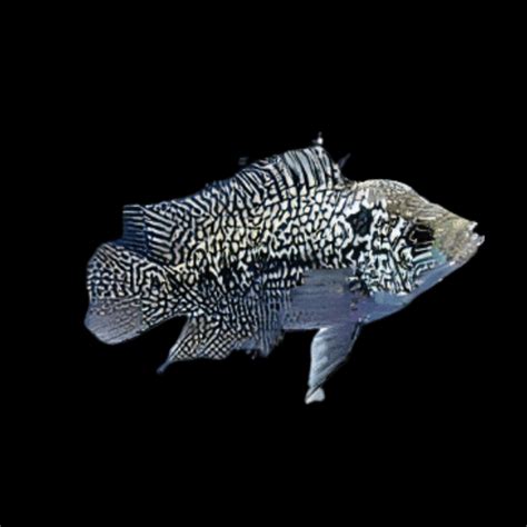 Flowerhorn Cichlid Super Kamfa Malau 5cm Juvenile Male – Sims Tropical ...