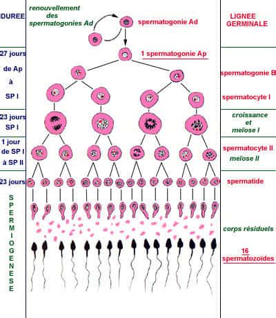 Des Spermatozo Des Presque Recr S Partir De Cellules Souches