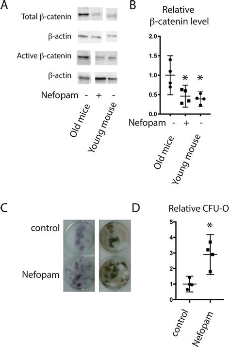 Nefopam modulates β catenin during fracture repair and increases colony