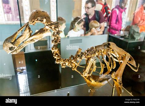 dodo bird museum high resolution stock photography  images alamy