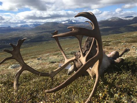NORWAY: Reindeer Hunt Norway | AfricaHunting.com