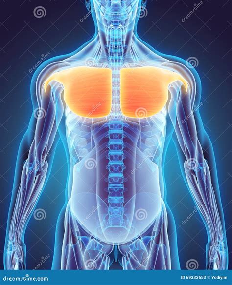 D Illustration Of Pectoralis Major Part Of Muscle Anatomy Royalty