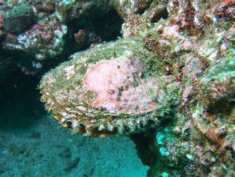 Pinctada Margaritifera Linnaeus 1758