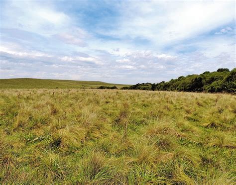 Bioma Do Rio Grande Do Sul - O pampa agoniza: conheça as ameaças ao bioma do Rio Grande do Sul ...