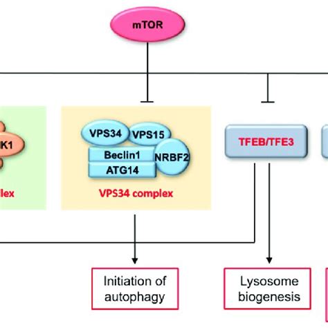 role  mtor  autophagy mtor plays  crucial role   regulation