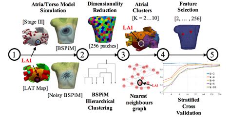 atrial fibrosis hampers  invasive localization  atrial ectopic
