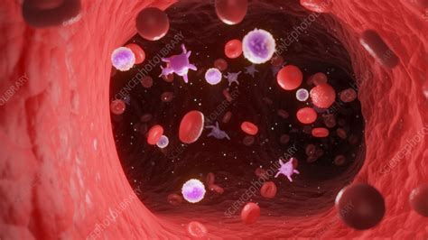 Circulating Blood Cells Illustration Stock Image F0381829