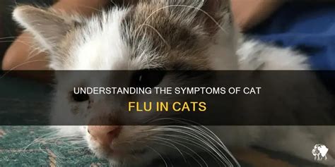 understanding  symptoms  cat flu  cats petshun