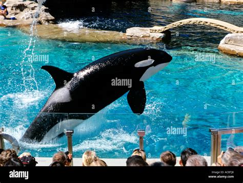 Killer Whale Show Orcinus Orca Aquarium And Zoo Of City Of Vancouver