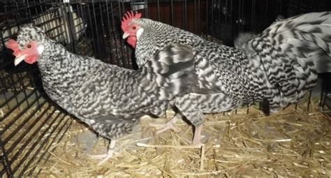 Zwerg Altsteirer Huhn