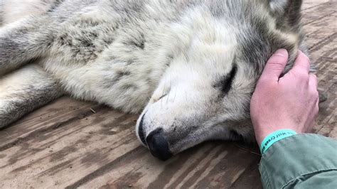 Petting A Sleeping Wolf Youtube