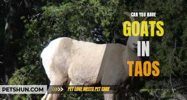 Goat Sex Is It Possible PetShun