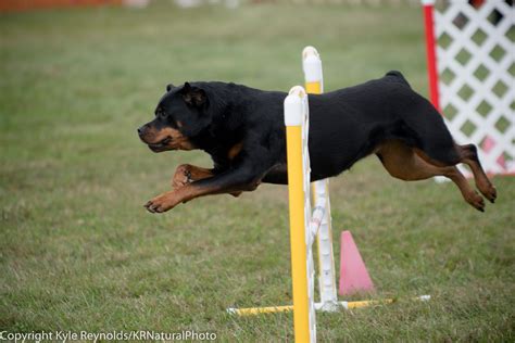 Rottweiler Agility - krnaturalphoto's Blog