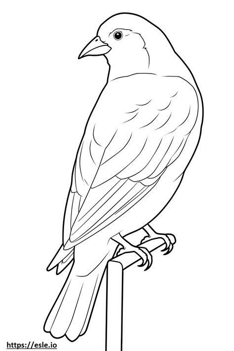 House Finch full body coloring page