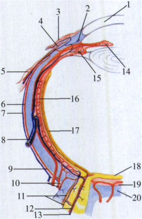 图237 眼球的动脉供应及静脉回流模式图 人体解剖学实验 医学