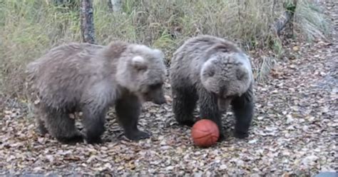 More Sporty Teddy Bears Quiz