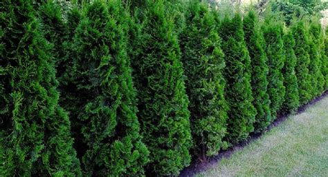 How Fast Do Junipers Grow Embracegardening