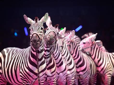 Zebras Tour Philadelphia After Escaping Circus