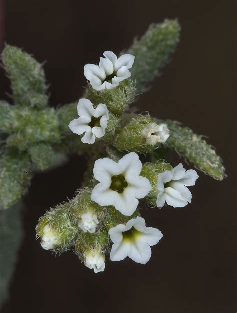 16 Heliotrope Plant Varieties : A Stunning Houseplant Landscaping