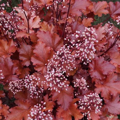 Heuchera 'Peach crisp' from the Chelsea Gold Medal winning nursery ...