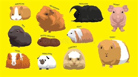 Guinea Pig Breeds Infographic Template Icon Set Flat Style Pet Rodents