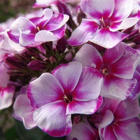 Флоксы: Phlox paniculata Neon Flare Blue I/Флокс метельчатый Неон Флеир Блю