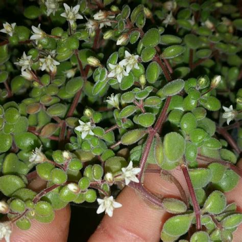 Crassula Expansa Subsp Fragilis Crassula Fragilis Uploaded By Prettyandprickle