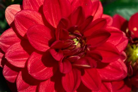 Dahlia Flower Plant Red Free Photo On Pixabay Pixabay