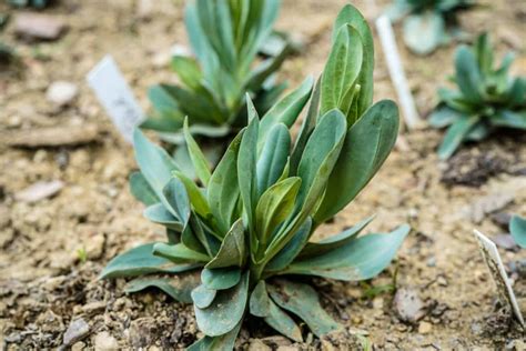 Lisianthus Seeds: How to Best Grow These Beautiful Blooms - A-Z Animals