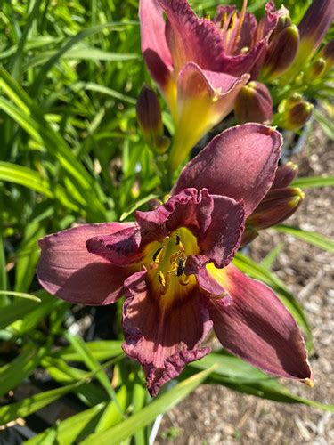 Bela Lugosi Daylily Hemerocallis New Hope Daylilies