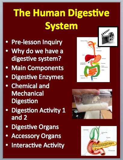 human digestion demonstration science demonstion